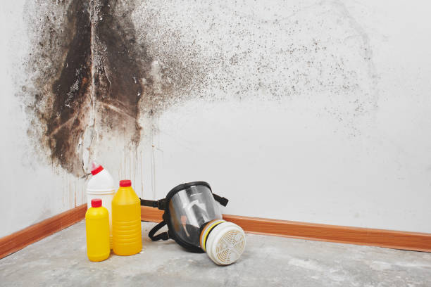 Best Residential Mold Removal  in Effort, PA