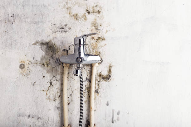 Best Mold Damage Repair  in Effort, PA