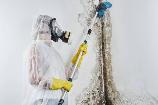 Mold Testing and Removal in Effort, PA