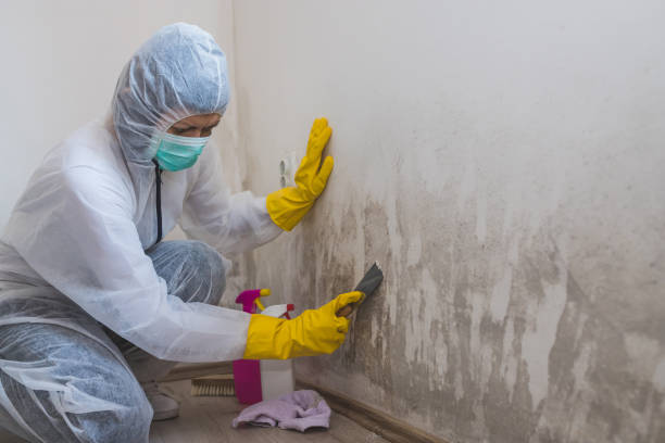 Best Attic Mold Removal  in Effort, PA