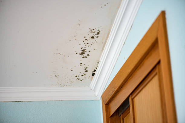 Best Mold Cleaning Services  in Effort, PA
