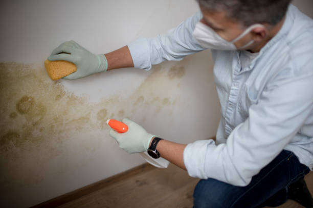 Best Commercial Mold Removal  in Effort, PA