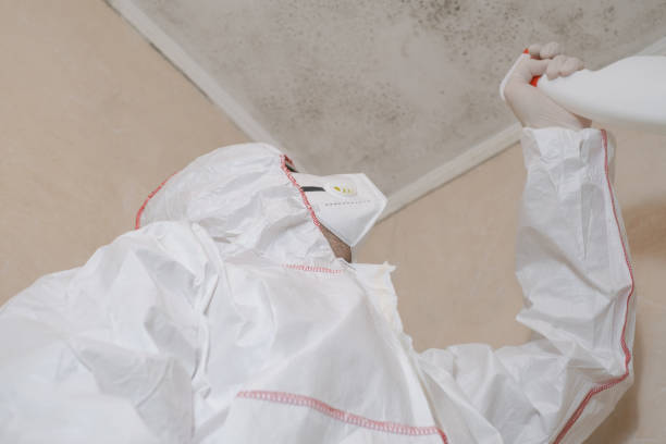 Best Affordable Mold Removal  in Effort, PA