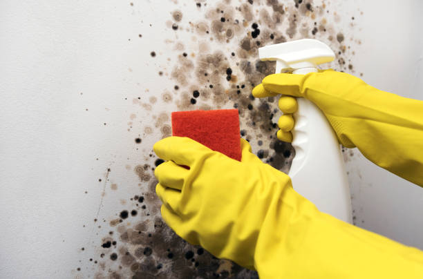 Best Crawl Space Mold Removal  in Effort, PA