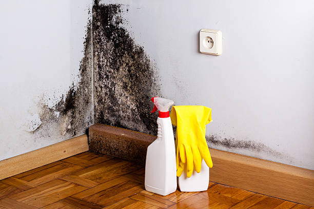 Best Best Mold Removal Companies  in Effort, PA