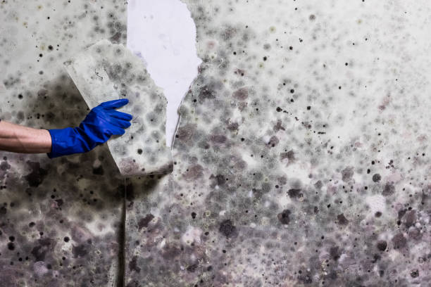 Mold Removal and Inspection in Effort, PA