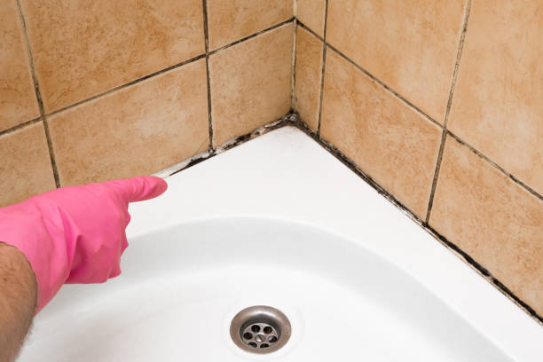 Professional Mold Removal in Effort, PA